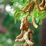 Tamarind Seeds (Free Pot Mixture 100 gm)
